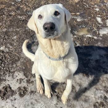Labrador Retriever Dogs Available for Adoption - Xavier | PetCurious