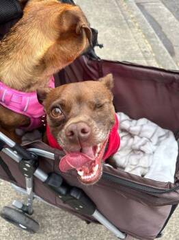 Stu -  Chihuahua Dog for Adoption in Tacoma, Washington - Stu | PetCurious