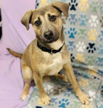 Mixed Breed Dogs Available for Adoption in West Chester, Pennsylvania - Vidia | PetCurious