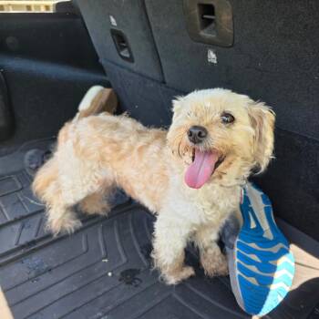 Stella -  Mixed Breed Dog for Adoption in Moravia, New York - Stella | PetCurious