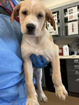 Mixed Breed Dogs Available for Adoption - Plate | PetCurious