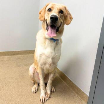 OLLI -  Labrador Retriever and Akbash Dog for Adoption in Aurora, Colorado - OLLI | PetCurious