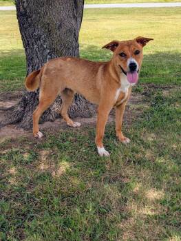 Jasmine -  Labrador Retriever Dog for Adoption in Cleburne, Texas - Jasmine | PetCurious