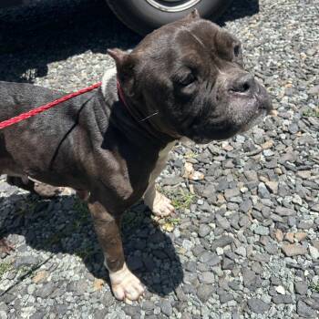 DILLY -  Mixed Breed Dog for Adoption in Greensboro, North Carolina - DILLY | PetCurious