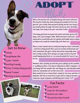 Corgi and Australian Cattle Dog Blue Heeler Dogs Available for Adoption in Shawnee, Oklahoma - Nola | PetCurious