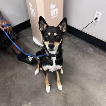 Sky -  Shepherd and Shiba Inu Dog for Adoption in Tampa, Florida - Sky | PetCurious