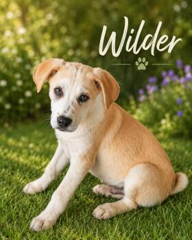 Wilder -  Yellow Labrador Retriever and Australian Shepherd Dog for Adoption in Chickamauga, Georgia - Wilder | PetCurious
