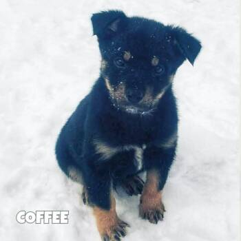 Husky and Shepherd Dogs Available for Adoption - Coffee | PetCurious