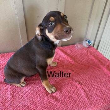Mixed Breed Dogs Available for Adoption - Walter | PetCurious