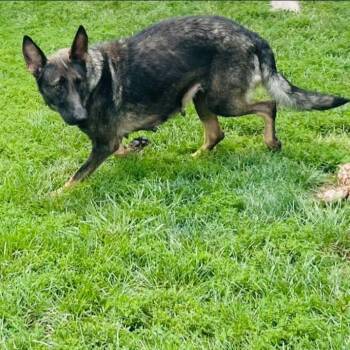 ButterBean -  Shepherd Dog for Adoption in Clinton, Wisconsin - ButterBean | PetCurious