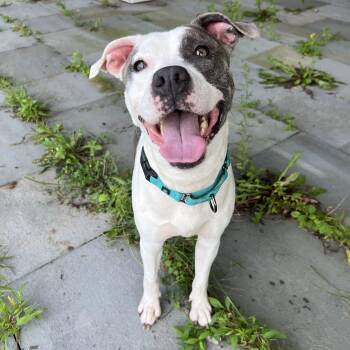 Lola -  Mixed Breed Dog for Adoption in New York, New York - Lola | PetCurious