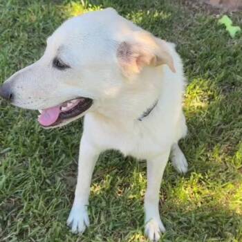 Wilson -  Yellow Labrador Retriever and Great Pyrenees Dog for Adoption in Dallas, Texas - Wilson | PetCurious