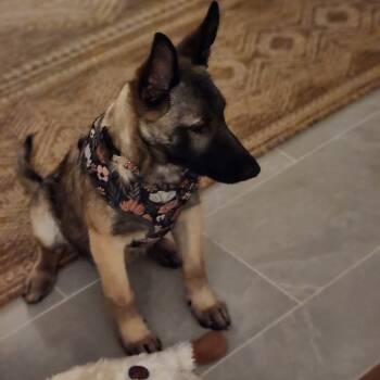 Rescue Belgian Shepherd Malinois and Mixed Breed Dogs for Adoption in Lenoir, North Carolina - Sophie | PetCurious