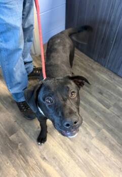 Labrador Retriever Dogs Available for Adoption - Saoirse | PetCurious