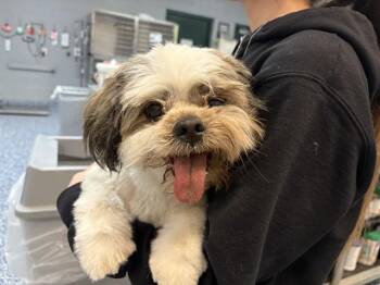 Shih Tzu Dogs Available for Adoption in Thousand Palms, California - WYNN | PetCurious