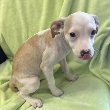 Vanilla -  Chihuahua Dog for Adoption in Long Beach, California - Vanilla | PetCurious