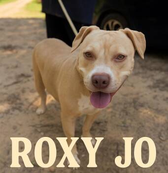 Rescue Pit Bull Terrier Dogs for Adoption in Fosters, Alabama - ROXY JO | PetCurious