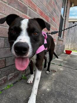 Sebastian -  American Staffordshire Terrier Dog for Adoption in The Woodlands, Texas - Sebastian | PetCurious