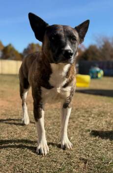 Rescue Australian Cattle Dog Blue Heeler Dogs for Adoption in New Berlin, Wisconsin - SOCKS   $425 | PetCurious