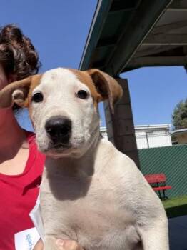 COLBY -  Pit Bull Terrier Dog for Adoption in San Bernardino, California - COLBY | PetCurious
