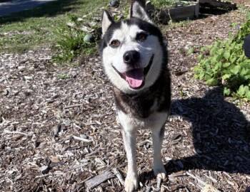 Nimbus -  Siberian Husky Dog for Adoption in Columbus, Indiana - Nimbus | PetCurious
