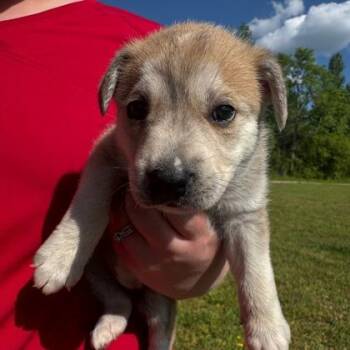 Husky and Mixed Breed Dogs Available for Adoption in Morton Grove, Illinois - Stephanie | PetCurious