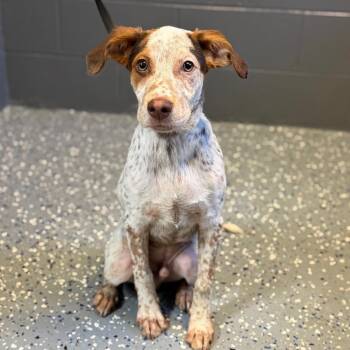 German Shorthaired Pointer and Mixed Breed Dogs Available for Adoption in Tuscaloosa, Alabama - TUSC-Stray-84503 | PetCurious