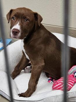 Pit Bull Terrier and Labrador Retriever Dogs Available for Adoption in Johnson City, Tennessee - Honey | PetCurious