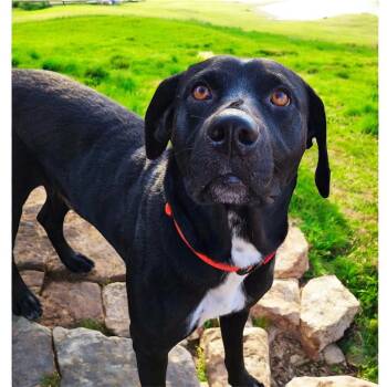 Rescue Labrador Retriever Dogs for Adoption in Williston, Vermont - Huckleberry | PetCurious