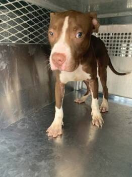 Rescue Terrier and Mixed Breed Dogs for Adoption in Fort Worth, Texas - 59555796 | PetCurious