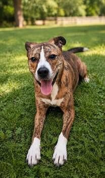 Arum -  Boxer Dog for Adoption in Wooster, Ohio - Arum | PetCurious
