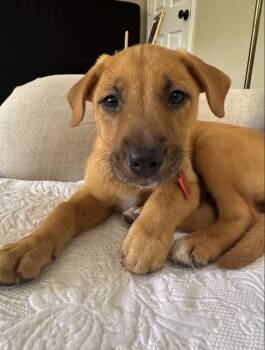 Rescue Labrador Retriever Dogs for Adoption in Pflugerville, Texas - Marley | PetCurious