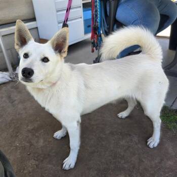 American Eskimo Dog and Mixed Breed Dogs Available for Adoption in Long Beach, California - OTTER POP | PetCurious