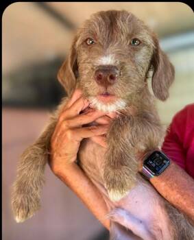 Plinth -  Wirehaired Pointing Griffon and Poodle Dog for Adoption in Ramona, California - Plinth | PetCurious