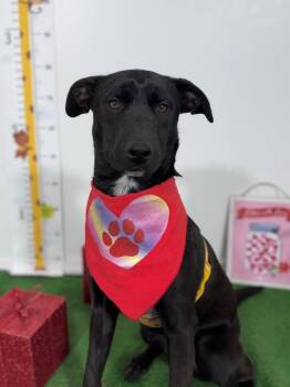 Flat Coated Retriever and Mixed Breed Dogs Available for Adoption - Gemma | PetCurious