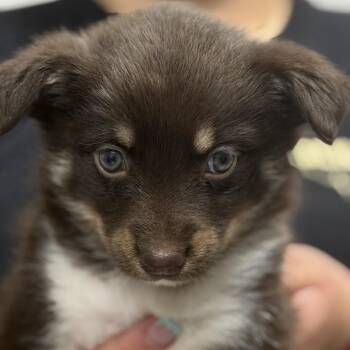 Smalls -  Australian Shepherd and Husky Dog for Adoption in Midland, Texas - Smalls | PetCurious