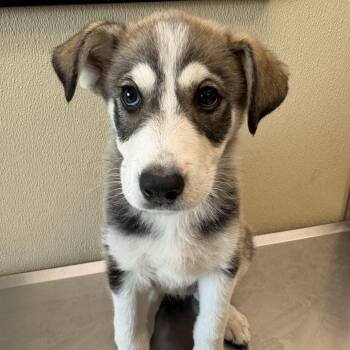 Echo -  Mixed Breed Dog for Adoption in Clavet, Saskatchewan - Echo | PetCurious