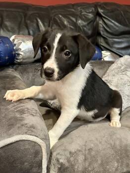 Acadia -  Border Collie and Shepherd Dog for Adoption in Milton, Georgia - Acadia | PetCurious