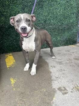 61254190 -  Pit Bull Terrier and Mixed Breed Dog for Adoption in El Paso, Texas - 61254190 | PetCurious