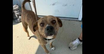 Deluna -  Mixed Breed Dog for Adoption in Evansville, Indiana - Deluna | PetCurious