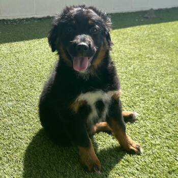 Mixed Breed Dogs Available for Adoption in Loxahatchee Groves, Florida - MUSHA  1348 | PetCurious