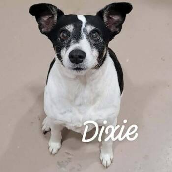 Pixie -  Fox Terrier and Jack Russell Terrier Dog for Adoption in Buchanan Dam, Texas - Pixie | PetCurious