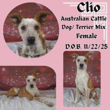 Australian Cattle Dog Blue Heeler and Terrier Dogs Available for Adoption - Clio | PetCurious