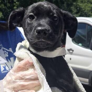 Alpha Wolf -  Labrador Retriever and Mixed Breed Dog Available for Adoption in Voorhees Township, New Jersey - Alpha Wolf | PetCurious