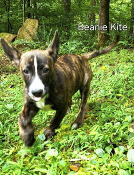 Rescue Terrier Dogs for Adoption in Ellijay, Georgia - Bean | PetCurious