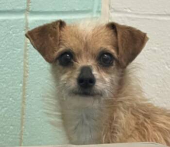 Chihuahua Dogs Available for Adoption - Ronda | PetCurious