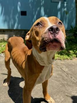 Rannells -  Boxer and Mixed Breed Dog for Adoption in New Orleans, Louisiana - Rannells | PetCurious