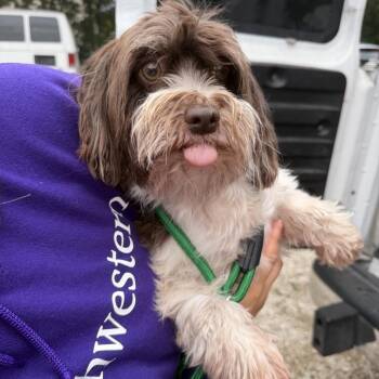 Avery -  Havanese Dog for Adoption in Northbrook, Illinois - Avery | PetCurious