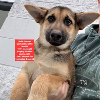 German Shepherd Dog Dogs Available for Adoption - Serial Number | PetCurious
