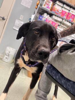 Mixed Breed Dogs Available for Adoption - Black Jack | PetCurious
